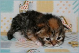 Female Siberian Kitten from Deedlebug Siberians